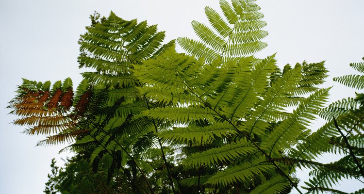 Winter injury causes many tree fern deaths.