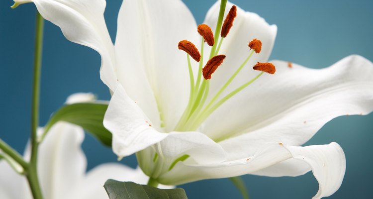 El pistilo verdoso se extiende por el centro de la flor, rodeado por estambres cubiertos de pólen.