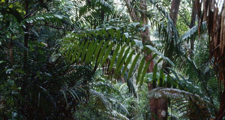 Los bosques tropicales en donde vive la tarántula azul colbalto están disminuyendo.