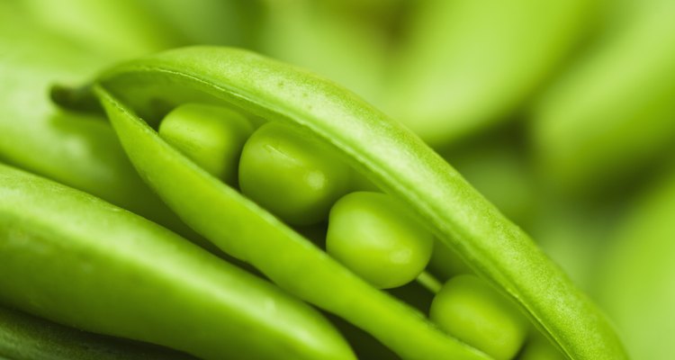 Mendel realizó sus famosos experimentos con plantas de chícharo.