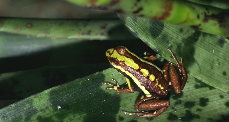 Peru is biologically and culturally diverse.