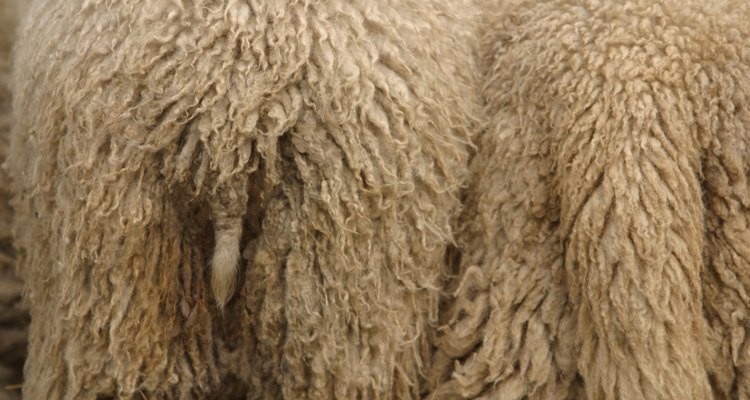 A pele de carneiro necessita de cuidado e manutenção constantes