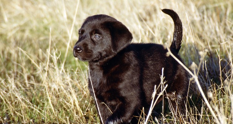 Filhotes de labrador puro-sangue tem o mesmo equilíbrio corporal que um adulto