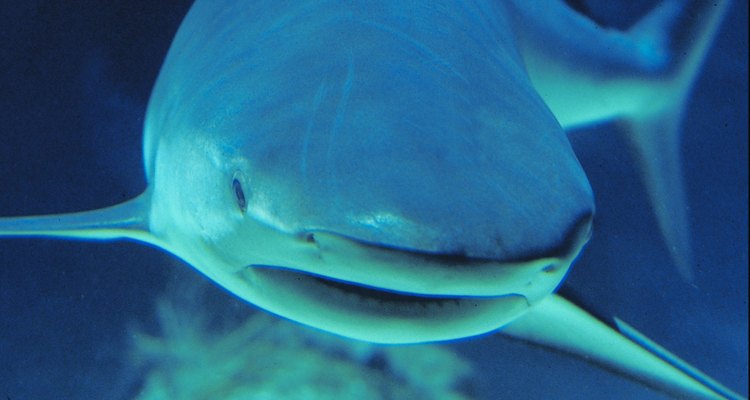 La mayoría de los tiburones viven en hábitats de agua salada.