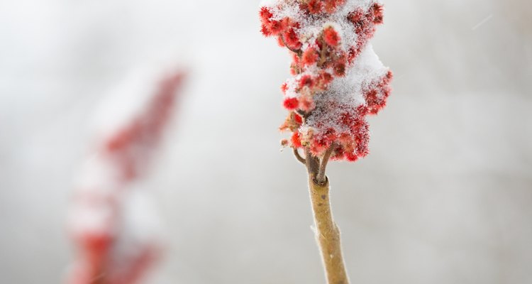 Sumac provides visual interest in the winter landscape.