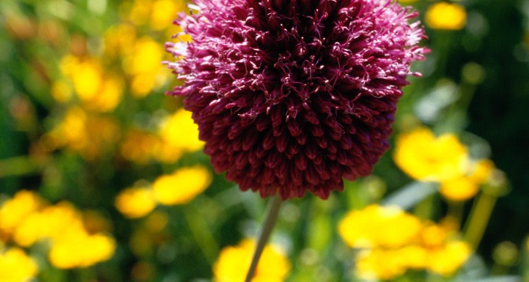 Remove purple clover weeds with an herbicide application.