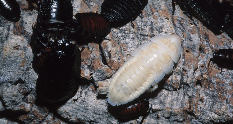 Las larvas son formas jóvenes de escarabajos y otros insectos.