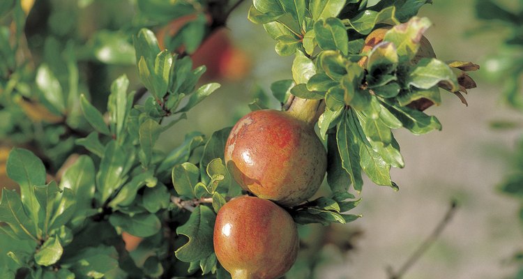 Pomegranates grow well inside containers and produce edible fruits.