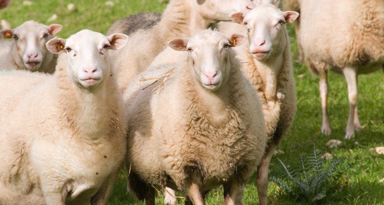 Las barras para ovejas se utilizan cuando el pastoreo no es óptimo.