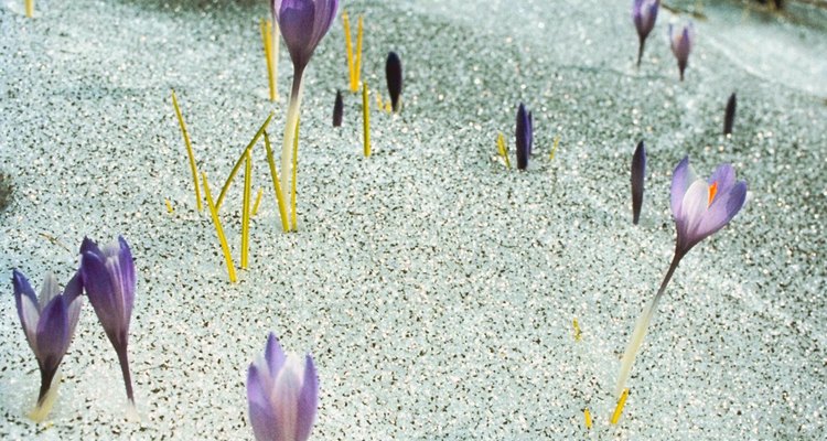 El azafrán es la primera flor en primavera y una variedad caída ofrece color a finales del otoño.