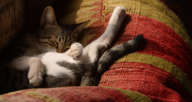A los gatos les gusta dormitar más que dormir por largos periodos de tiempo.
