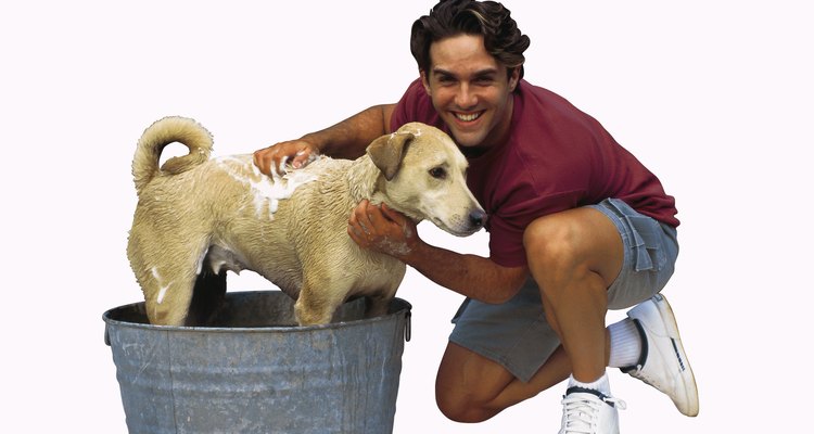 Dê banhos regulares com xampu de cachorro