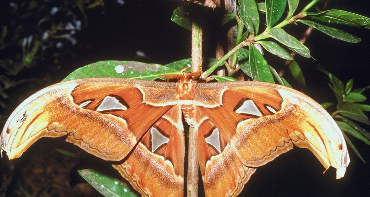 Utiliza agua azucarada para atraer mariposas.