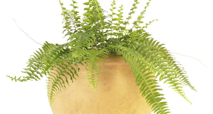 El Nephrolepis Exaltata o "Helecho de Boston".