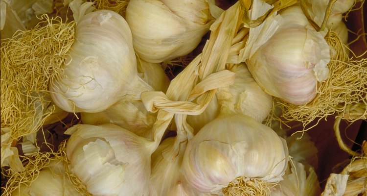 Los bulbos de ajo necesitan un ciclo de plantación completo para madurar.