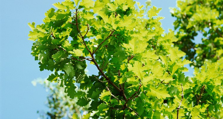 Los robles son miembros del género quercus.