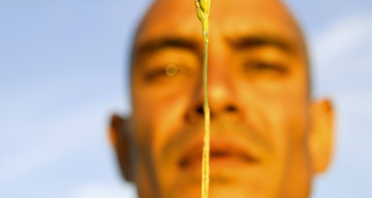 El aceite derivado de germen de trigo tiene fines medicinales.