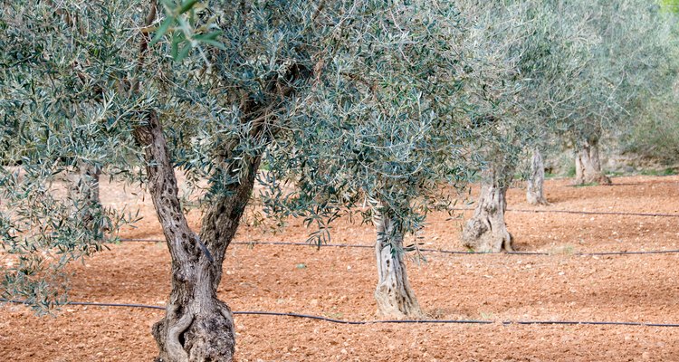 Los olivos no producirán frutos a menos que suceda la polinización.