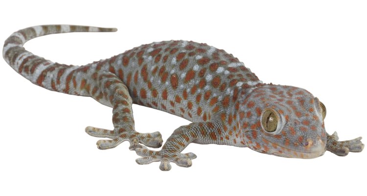 Lagartixa de estimação