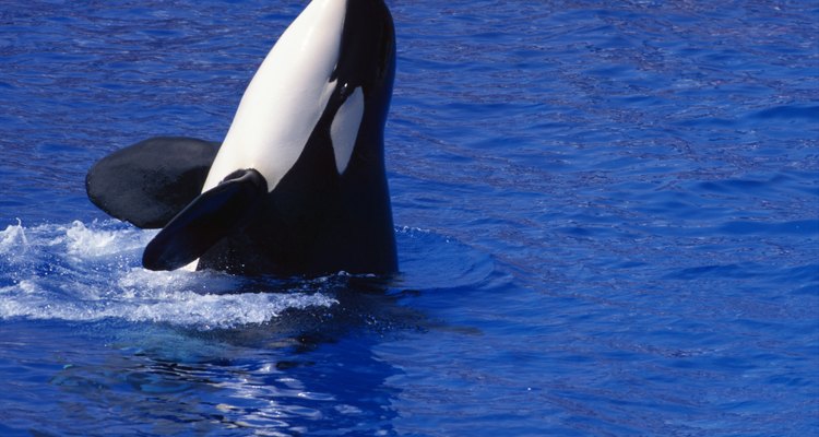 Hay quien ha llegado a ver a las orcas en el río Támesis, en Inglaterra.