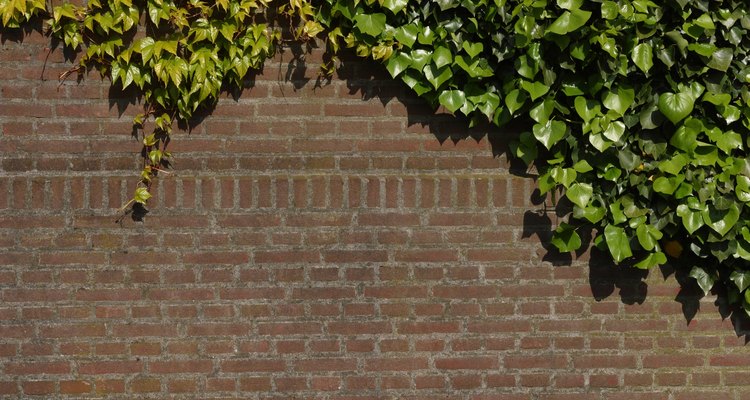 Ivy is an ideal plant for a wall or fence cover.