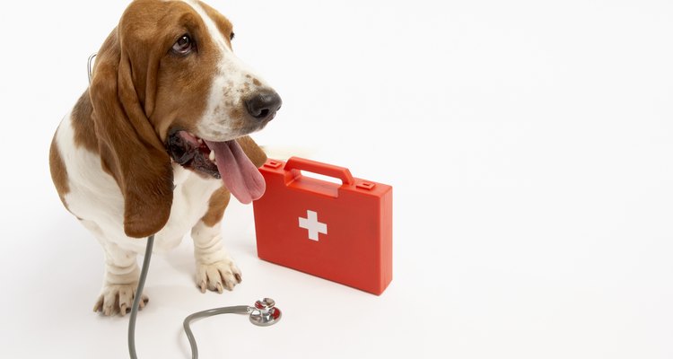 Muitos donos de cães de companhia mantêm um kit de pedicure de primeiros socorros para machucados, como os que acontecem com o ergô
