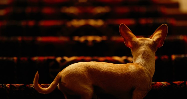 Chihuahua de espaldas.