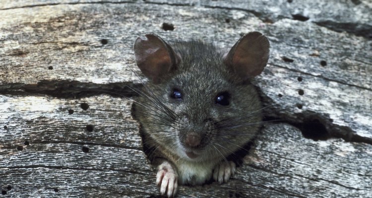 Ratos adoram entrar em casas, especialmente durante o inverno