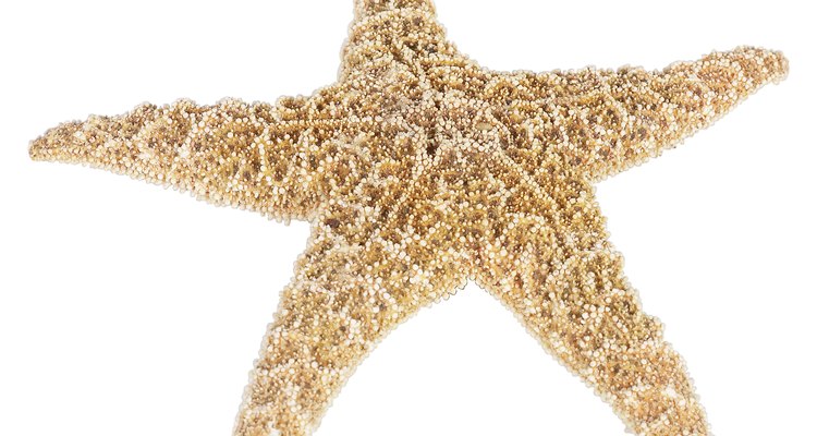 Las estrellas de mar pueden contribuir a la decoración costera de una casa.