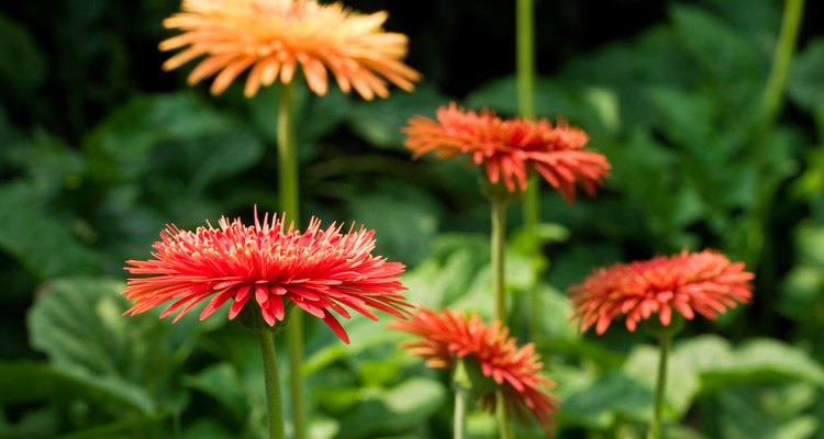 Imagen de las flores que brotan de la Margarita Gerbera