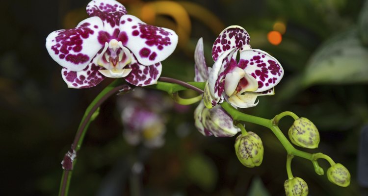 Essa orquídea tropical é uma das mais de 18 mil diferentes espécies identificadas