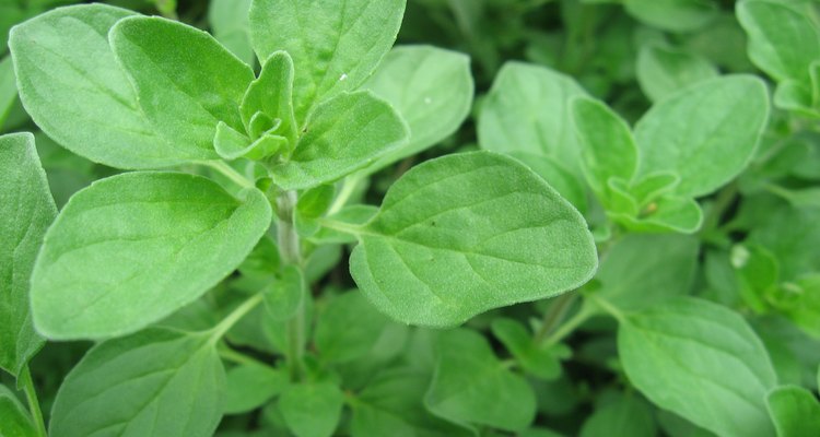 Marjoram Close Up