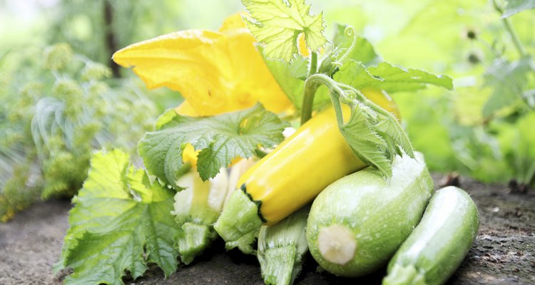 still life, zucchini