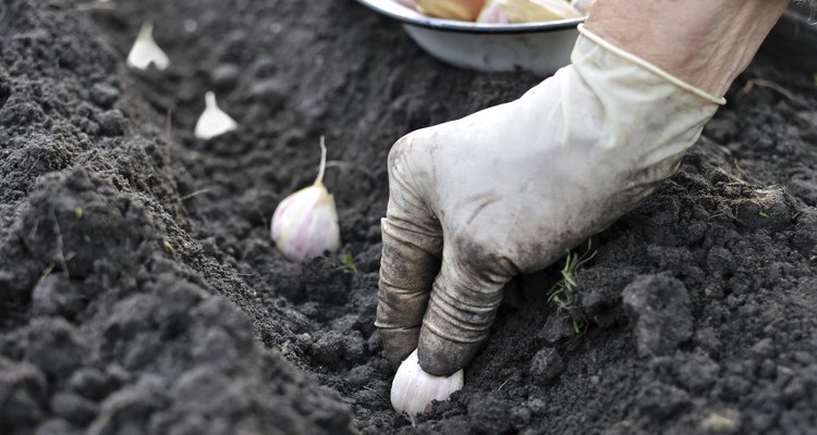 1 libra (453 gr) de ajo rinde 10 libras (4,5 kg) de bulbos.
