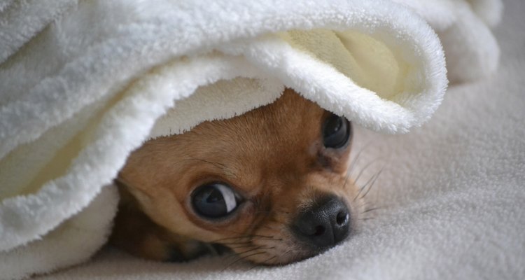 Family-friendly dogs are obedient, social and loving.