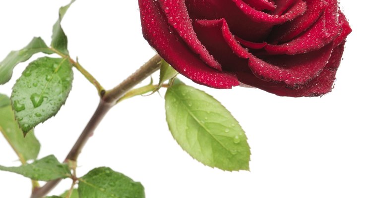 Finding a real rose bush called Helen Rose.
