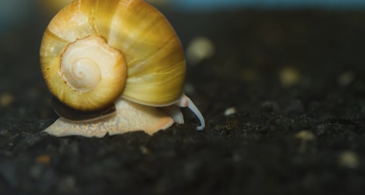 Yellow Apple Snail