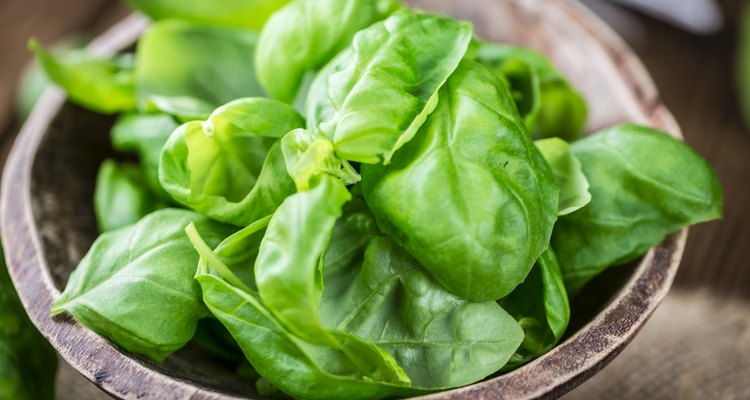 Basil Leaves (selective focus; close-up shot)