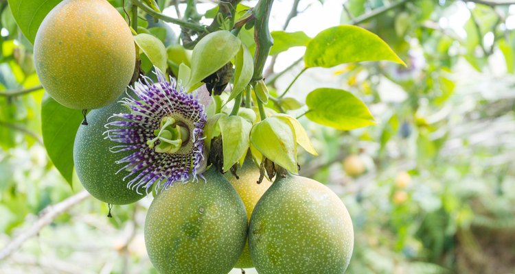 cultivation of fruits of passion, granadilla