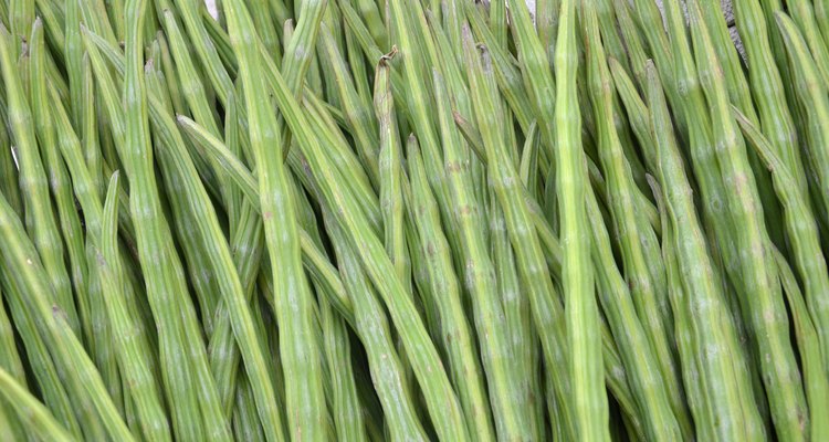 Drumstick Vegetable or Moringa