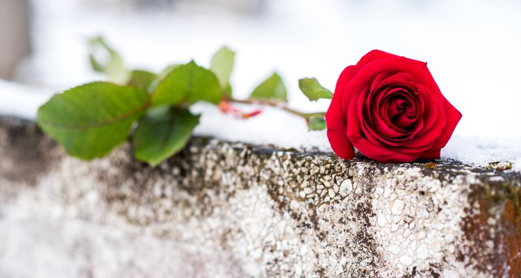 A flower of a red rose on a winter graveyard during a funeral