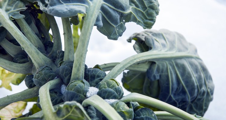 brussels sprouts on field