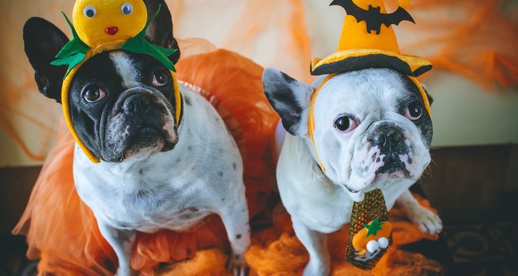 Howl-o-Ween Pet Parade, Salem, MA