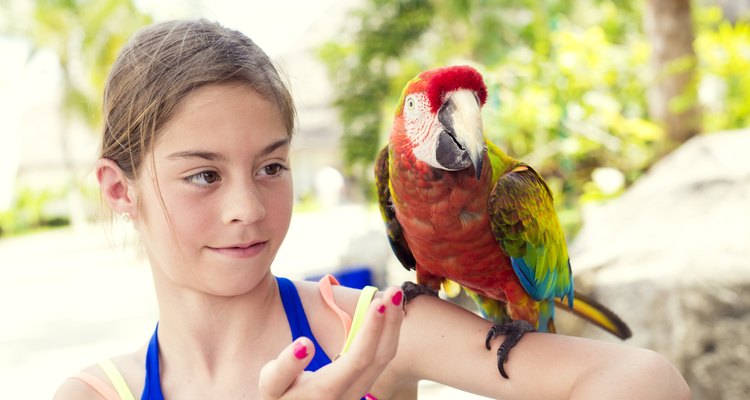 Little girl playing with a Scarlet Macaw Parrot at the zoo