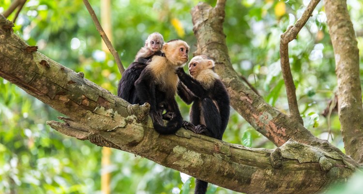 Capuchin monkeys on branch of tree, Costa Rica