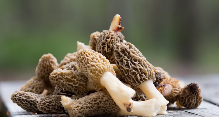 Pile of Wild Morel Mushrooms