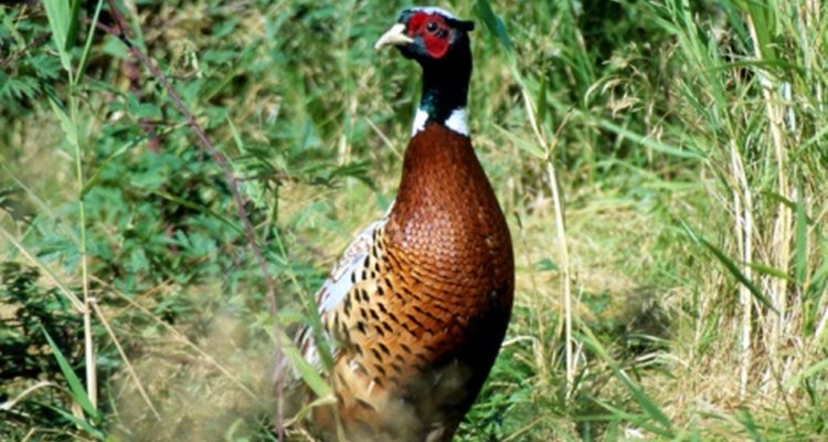 Build a stovepipe trap to catch pheasants.