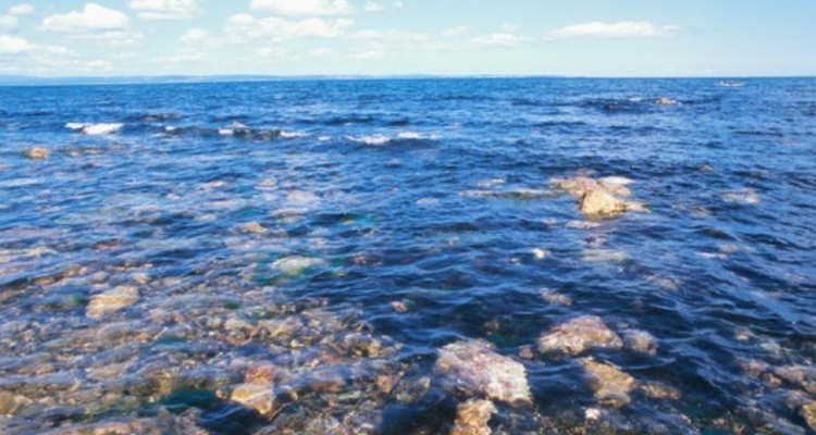 Dry out seaweed found along the coastline for additional craft projects.