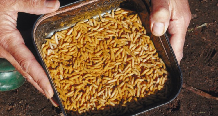 does-vinegar-kill-maggots