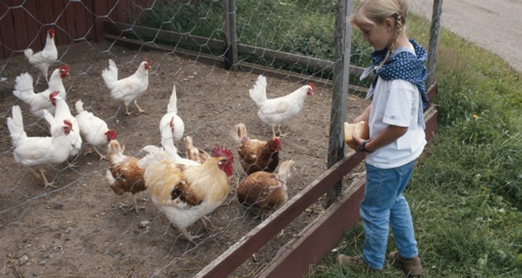 Keeping chickens is an enjoyable family hobby.